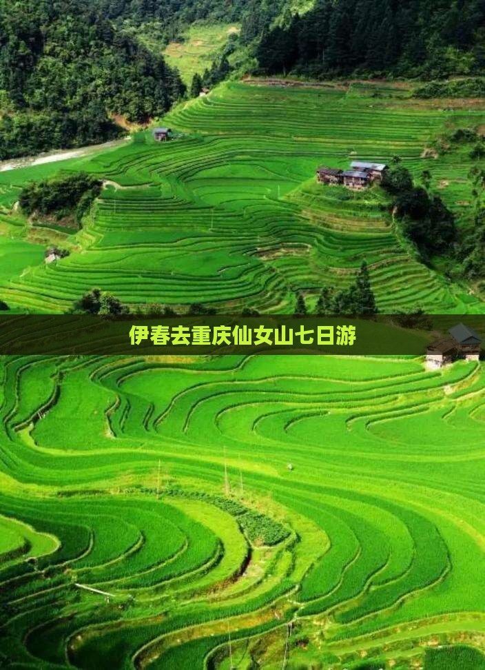 伊春去重庆仙女山七日游