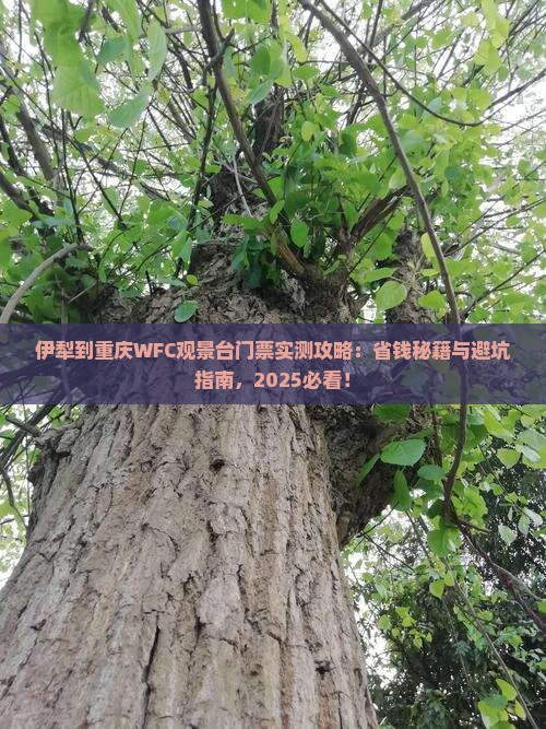 伊犁到重庆wfc观景台门票