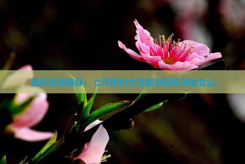 重庆旅游推荐：七月相约大型旅游团畅游仙女山
