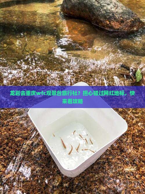 龙岩去重庆wfc观景台旅行社？担心错过网红地标，快来看攻略