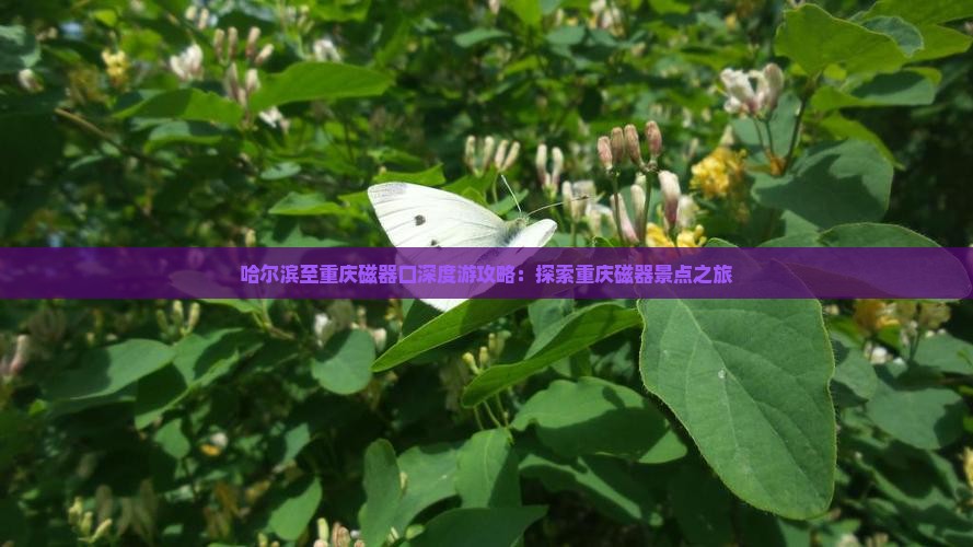 哈尔滨至重庆磁器口深度游攻略：探索重庆磁器景点之旅