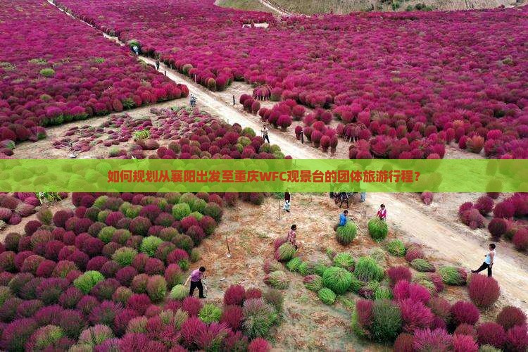 如何规划从襄阳出发至重庆WFC观景台的团体旅游行程？