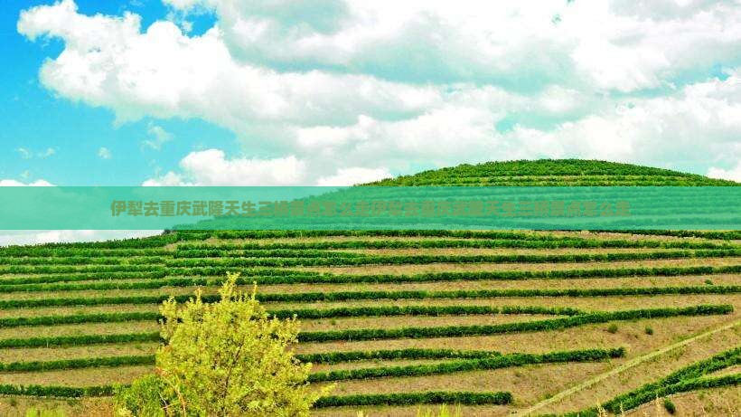 伊犁去重庆武隆天生三桥景点