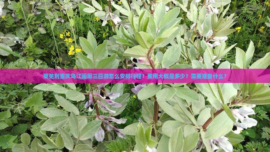 莱芜到重庆乌江画廊三日游怎么安排行程？费用大概是多少？需要准备什么？
