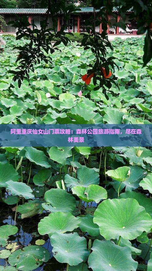 阿里去重庆仙女山门票