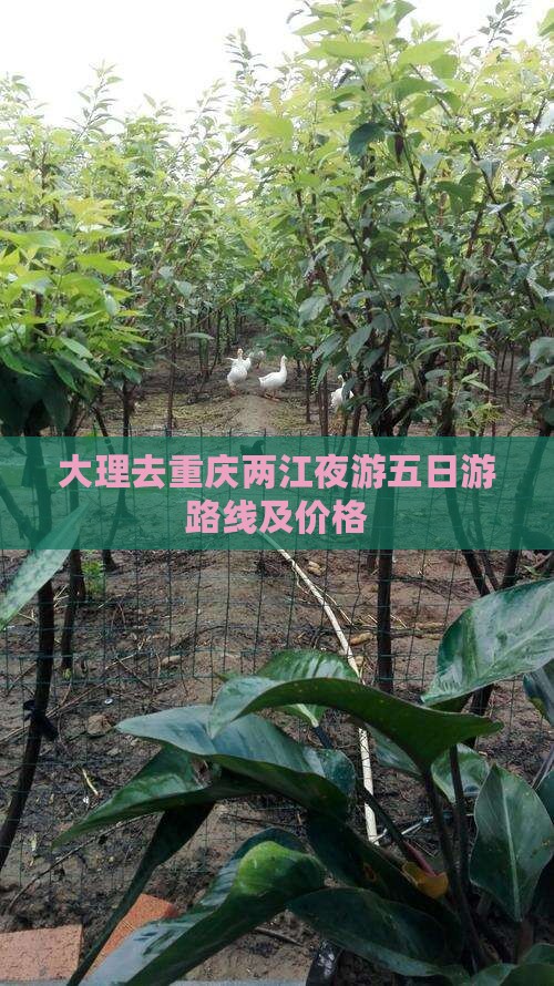 大理去重庆两江夜游五日游