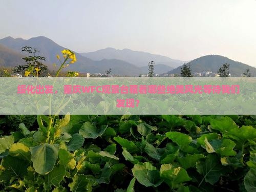 绥化出发，重庆WFC观景台藏着哪些绝美风光等待我们发现？