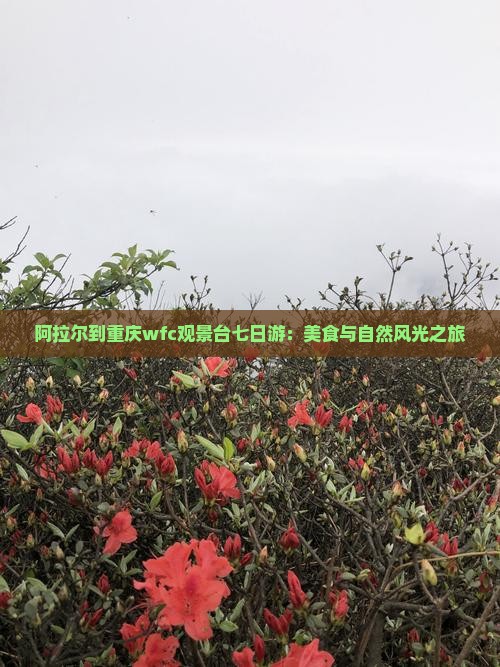 阿拉尔到重庆wfc观景台七日游：美食与自然风光之旅