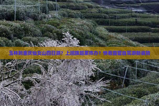 玉林到重庆仙女山四日游？上班族超累咋办？快看露营自驾游新姿势