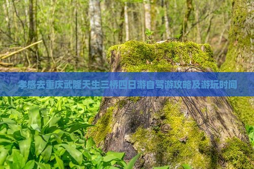 孝感去重庆武隆天生三桥四日游自驾游攻略及游玩时间