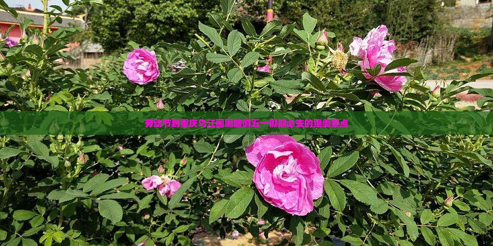 劳动节到重庆乌江画廊旅游