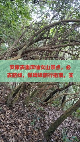 安康去重庆仙女山景点
