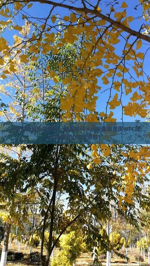 一场说走就走的旅行：我是如何从迁安跑到重庆WFC观景台俯瞰山城美景的？