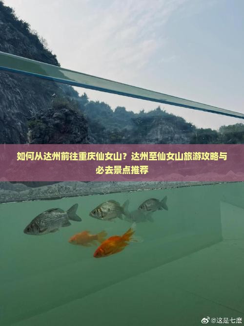 如何从达州前往重庆仙女山？达州至仙女山旅游攻略与必去景点推荐