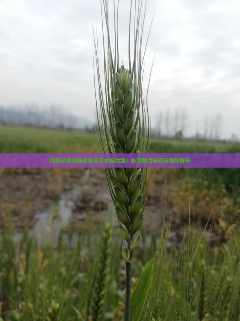如何从荆州前往重庆龙水峡地缝？必游景点与旅行路线解析