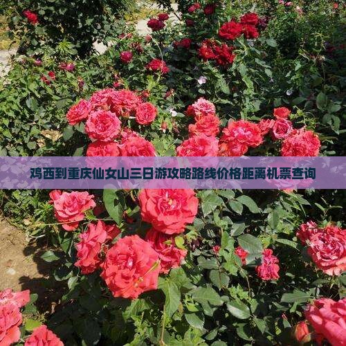鸡西到重庆仙女山三日游
