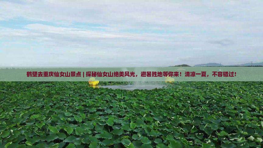 鹤壁去重庆仙女山景点