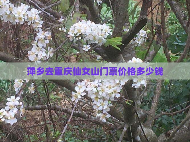 萍乡去重庆仙女山门票