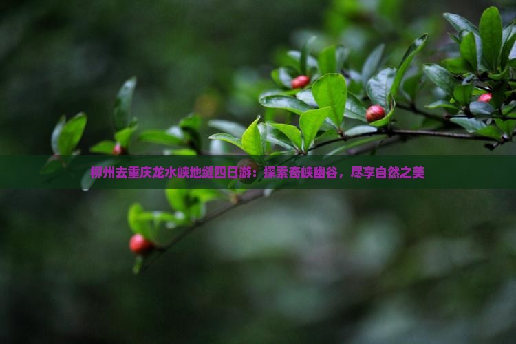 柳州去重庆龙水峡地缝四日游：探索奇峡幽谷，尽享自然之美