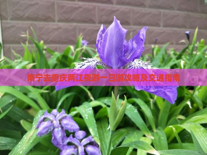 南宁去重庆两江夜游一日游攻略及交通指南