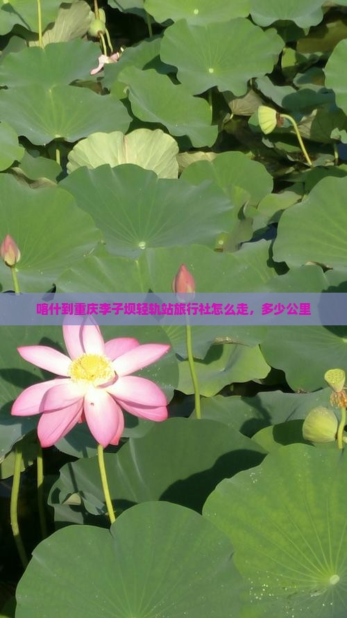 喀什到重庆李子坝轻轨站旅行社