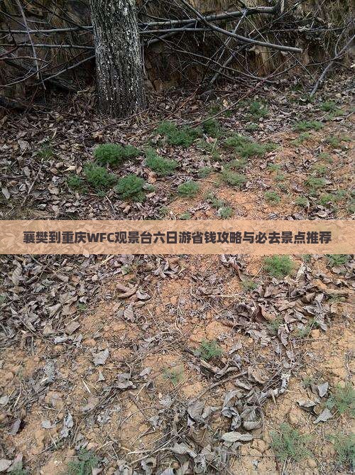 襄樊去重庆wfc观景台六日游