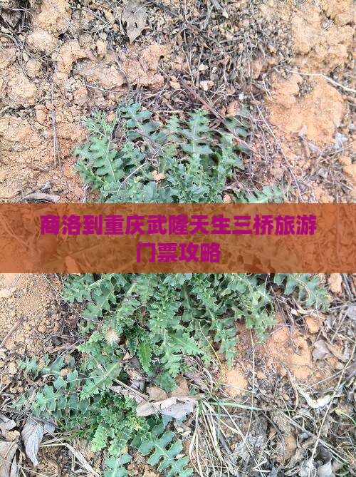商洛到重庆武隆天生三桥门票