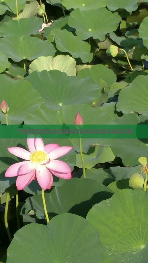 广西贺州至湖北恩施腾龙洞自驾游攻略与景点详解