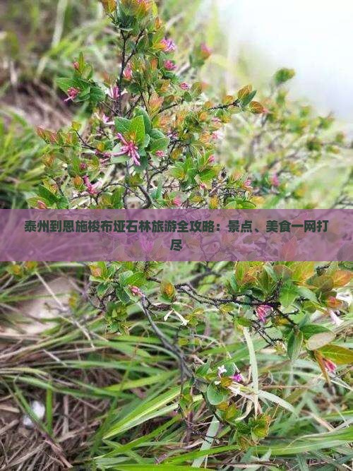 泰州到恩施梭布垭石林旅游全攻略：景点、美食一网打尽