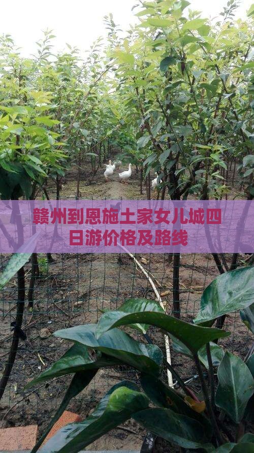 赣州到恩施土家女儿城四日游价格及路线