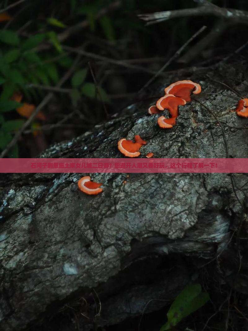 石河子到恩施土家女儿城二日游？想避开人潮又要好玩，这个行程了解一下！