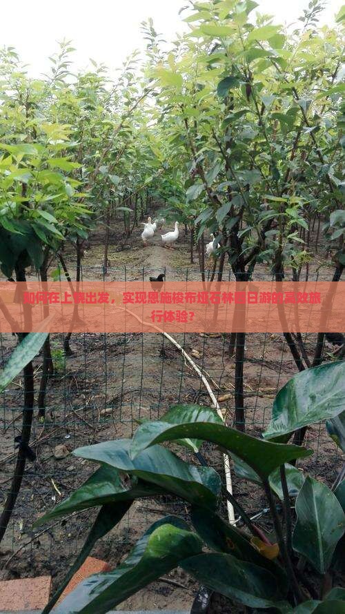 如何在上饶出发，实现恩施梭布垭石林四日游的高效旅行体验？