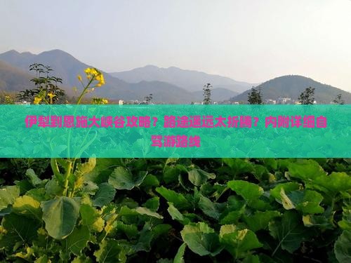 伊犁到恩施大峡谷攻略？路途遥远太折腾？内附详细自驾游路线