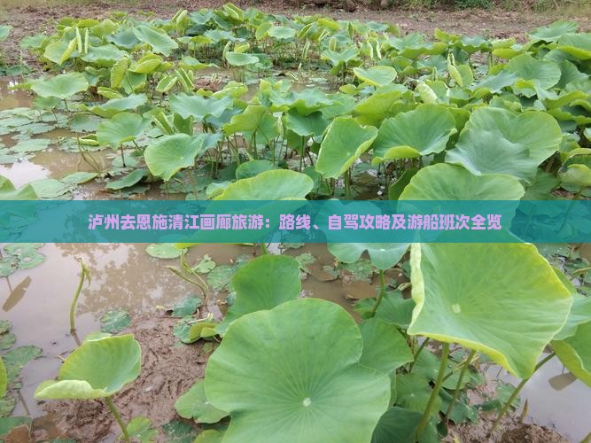 泸州去恩施清江画廊旅游：路线、自驾攻略及游船班次全览