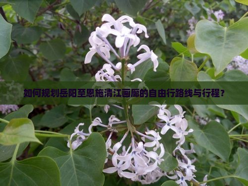 如何规划岳阳至恩施清江画廊的自由行路线与行程？
