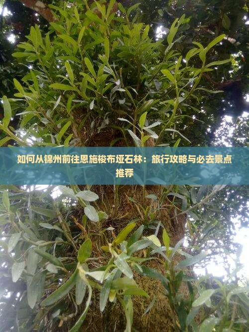如何从锦州前往恩施梭布垭石林：旅行攻略与必去景点推荐
