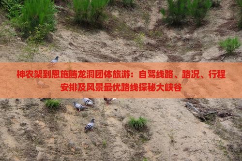 神农架到恩施腾龙洞团体旅游：自驾线路、路况、行程安排及风景最优路线探秘大峡谷