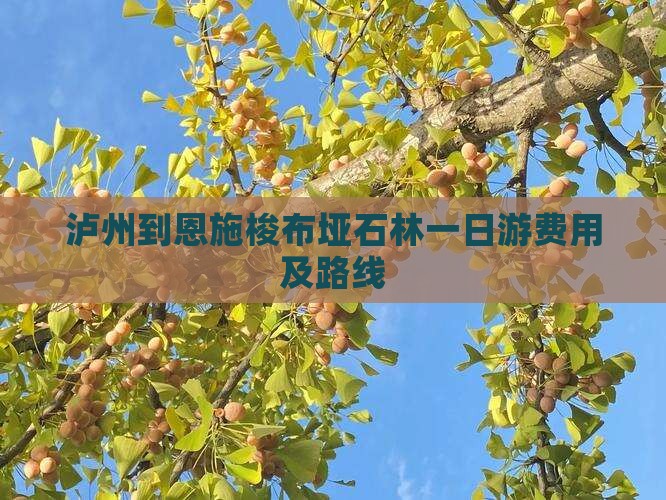 泸州到恩施梭布垭石林一日游费用及路线