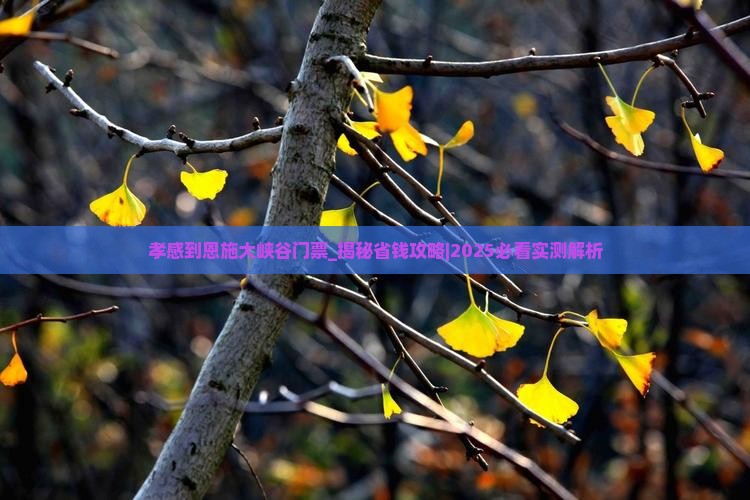 孝感到恩施大峡谷门票