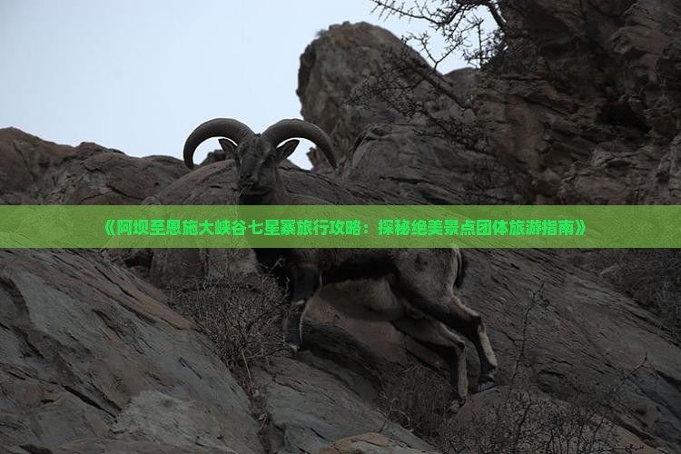 《阿坝至恩施大峡谷七星寨旅行攻略：探秘绝美景点团体旅游指南》