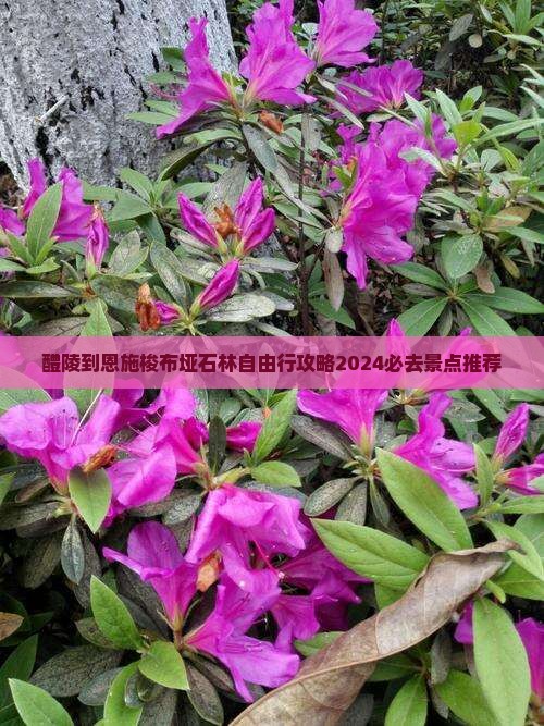 醴陵到恩施梭布垭石林自由行