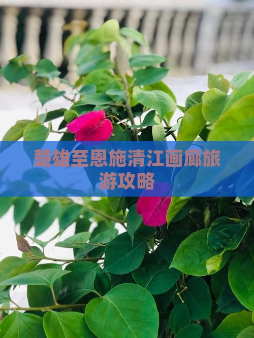 楚雄去恩施清江画廊大型旅游团