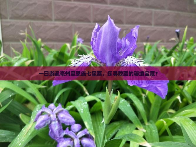 一日游遍亳州至恩施七星寨，探寻隐藏的秘境宝藏？