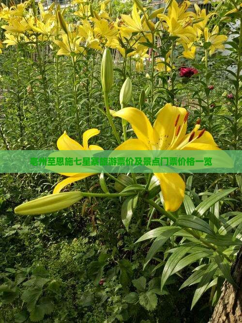 亳州至恩施七星寨旅游票价及景点门票价格一览