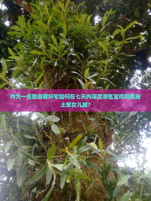 作为一名旅游爱好宅如何在七天内深度游览宝鸡到恩施土家女儿城？