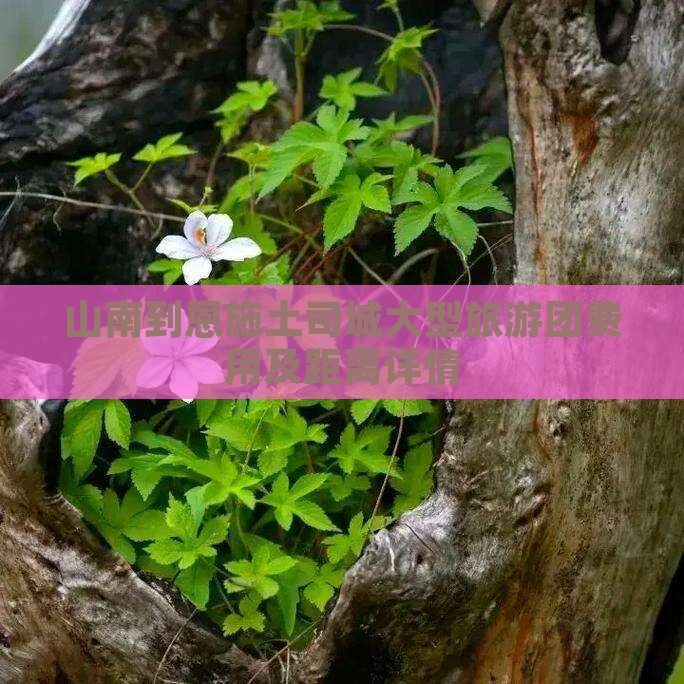 山南到恩施土司城大型旅游团费用及距离详情