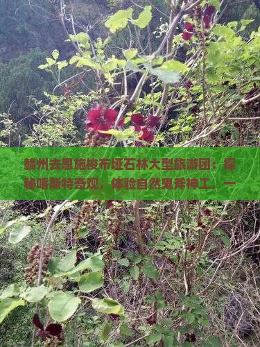赣州去恩施梭布垭石林大型旅游团