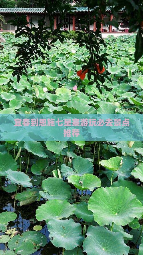 宜春到恩施七星寨游玩必去景点推荐