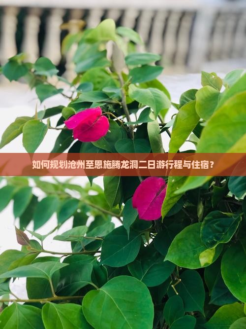 如何规划沧州至恩施腾龙洞二日游行程与住宿？