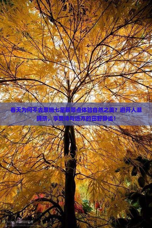 春天为何不去恩施七星寨景点体验自然之美？避开人潮拥挤，享受诗与远方的田野静谧！